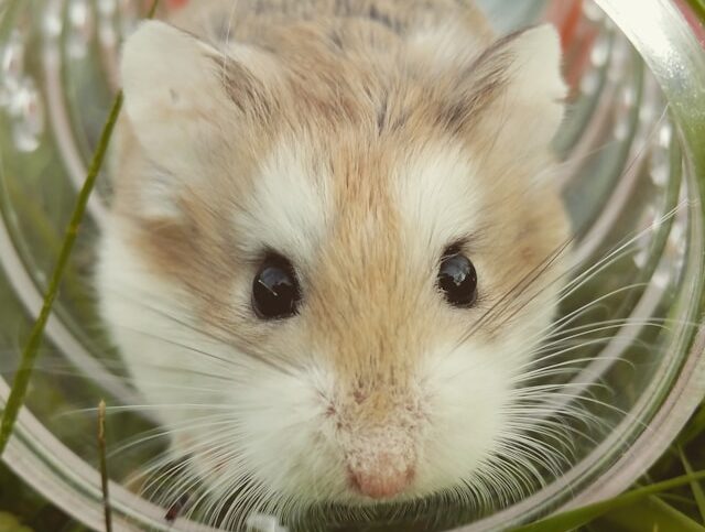 hamster