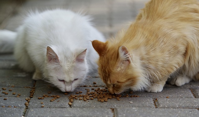 Nutrition pour les chats