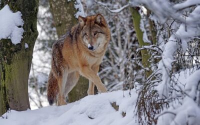 animaux spirituels