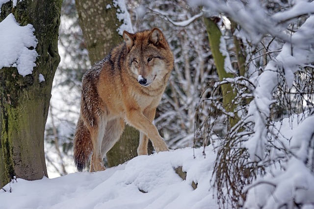 animaux spirituels